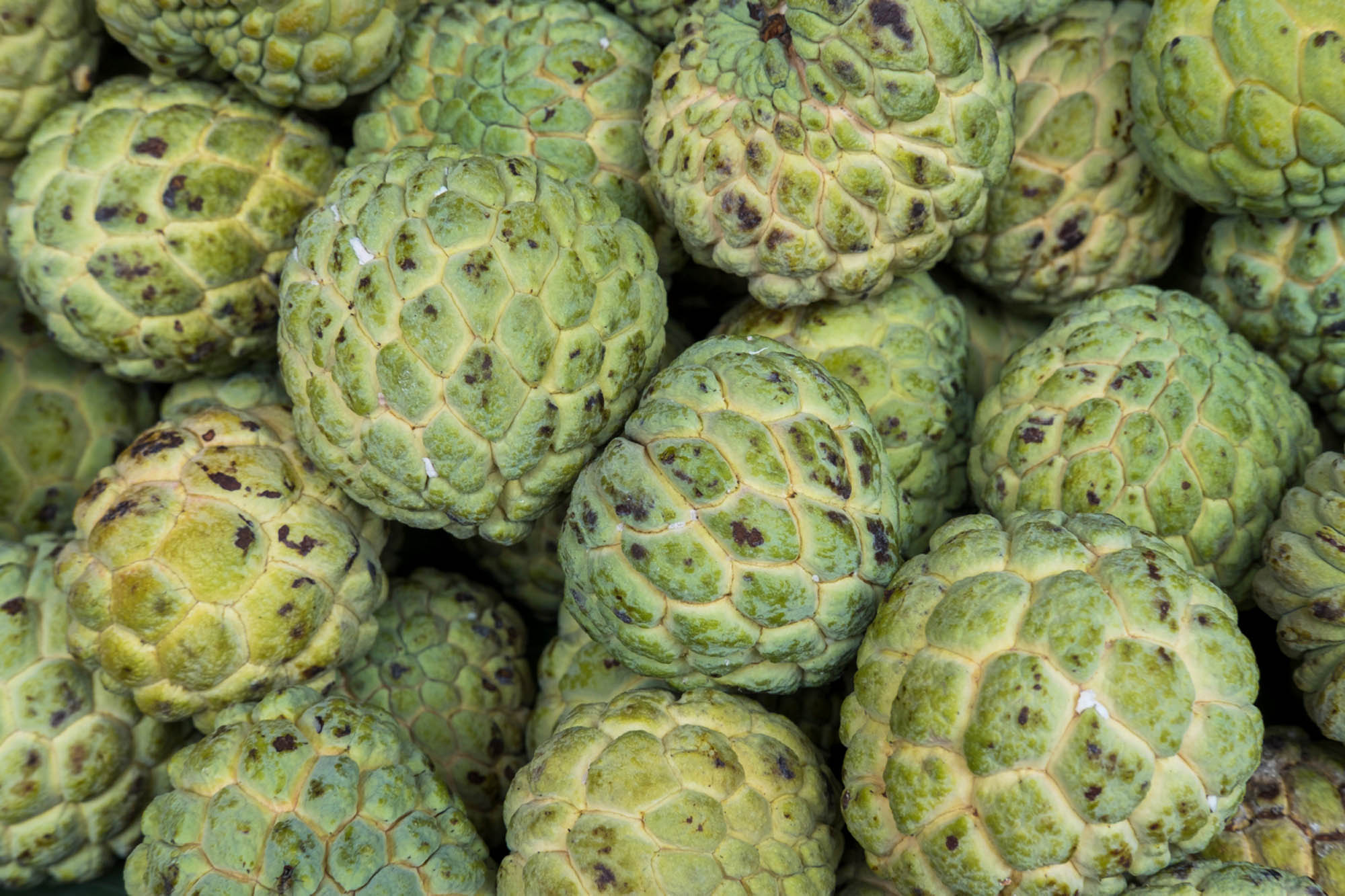 Custard Apple